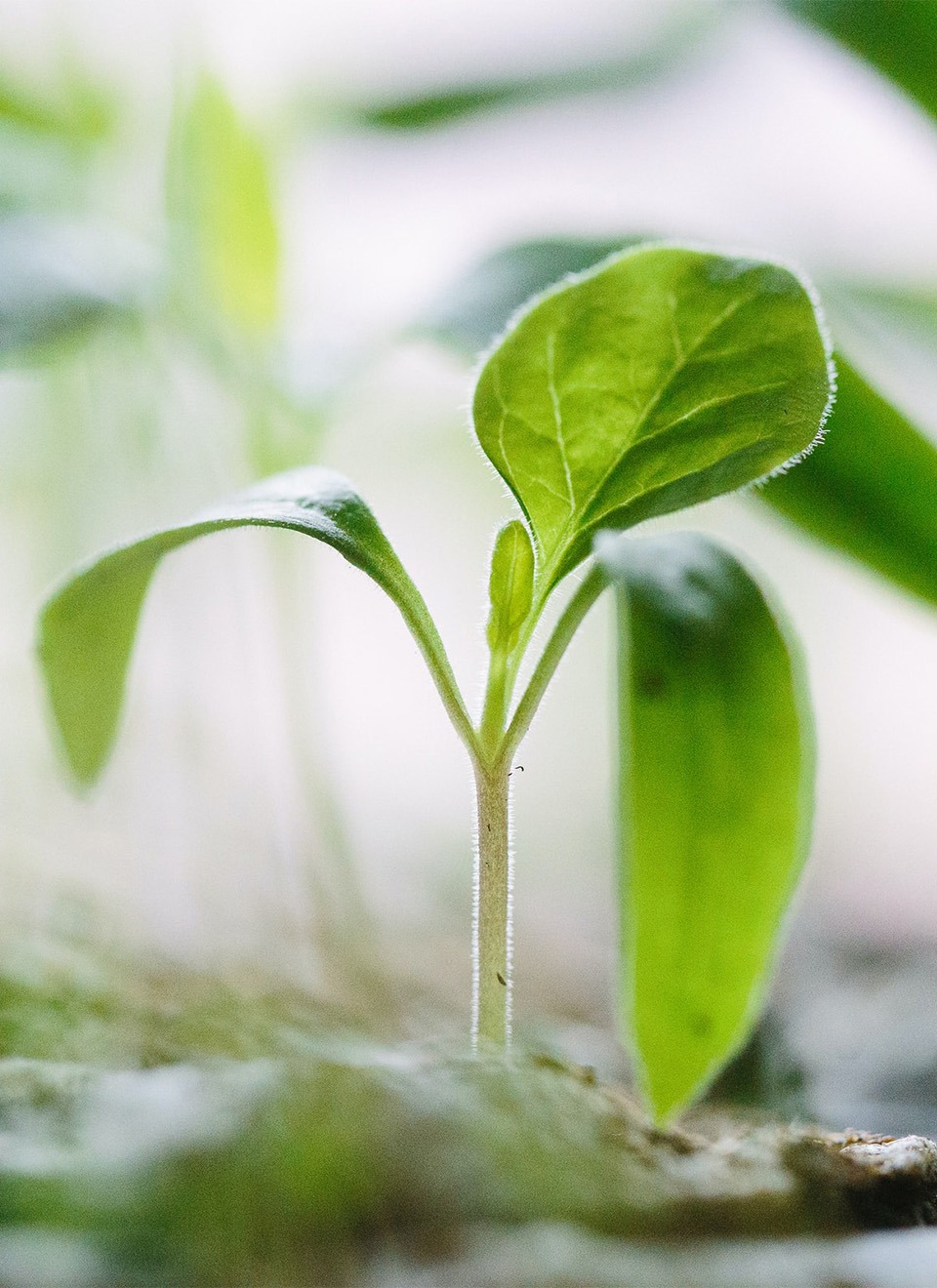 Sustainability